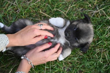 Eller köpeğin karnını okşuyor. Yüksek kalite fotoğraf