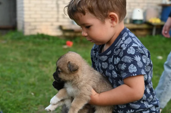 Uma Criança Abraça Cachorro Foto Alta Qualidade — Fotografia de Stock