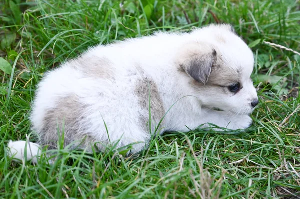 Bianco Soffice Cucciolo Con Macchie Cucciolo Cammina Fuori Nell Erba — Foto Stock