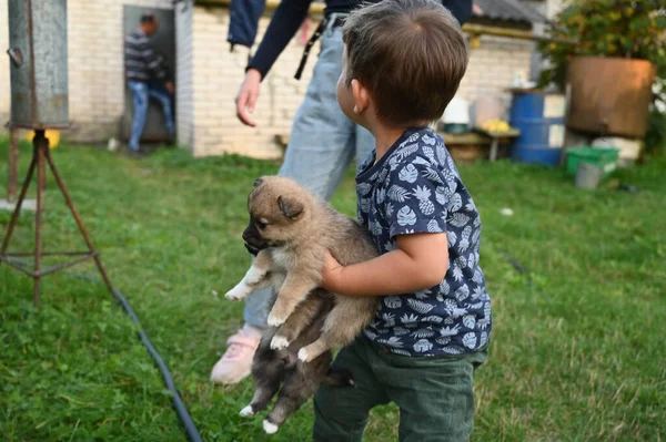 Criança Carrega Filhote Cachorro Seus Braços Foto Alta Qualidade — Fotografia de Stock