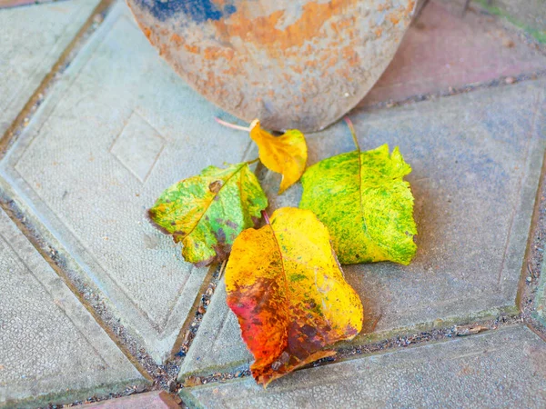 Rusty Shovel Autumn Leaves High Quality Photo — Stock Photo, Image