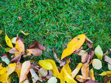 Sarı akçaağaç yapraklarının sarı arkaplanı. Yüksek kalite fotoğraf