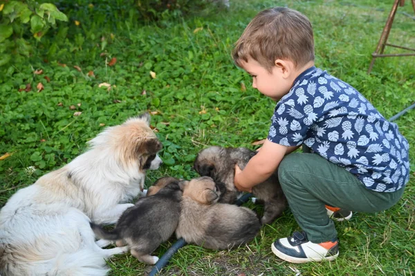 Nimmt Das Kind Beide Welpen Den Arm Hochwertiges Foto — Stockfoto