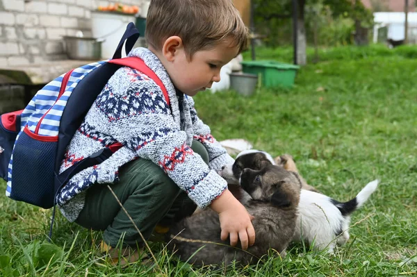 Enfant Joue Avec Les Chiots Dans Cour Photo Haute Qualité — Photo