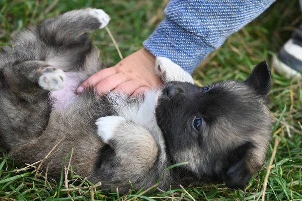 Child Petting Small Puppy High Quality Photo — Stock Photo, Image