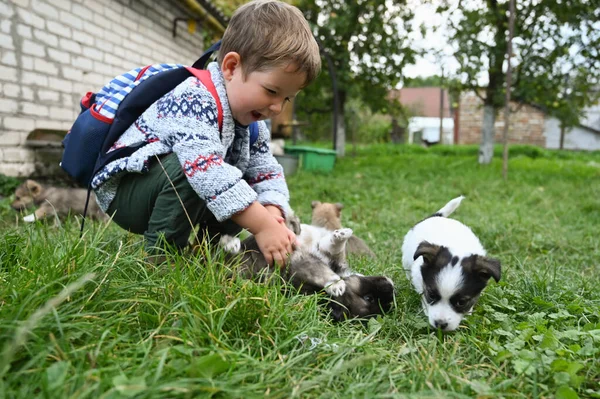 Das Kind Spielt Mit Den Welpen Auf Dem Hof Hochwertiges — Stockfoto