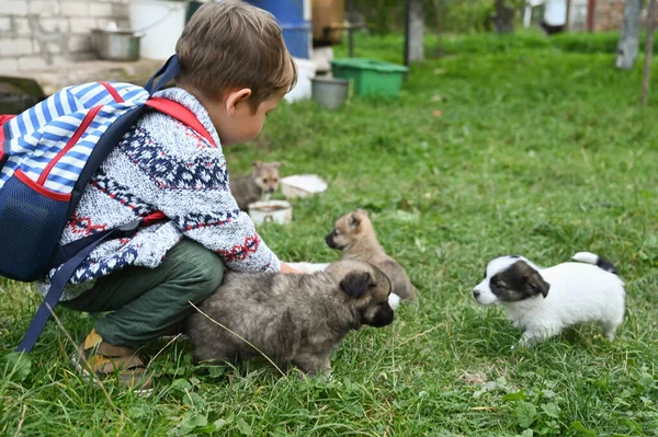 Criança Brinca Com Cachorros Quintal Foto Alta Qualidade — Fotografia de Stock