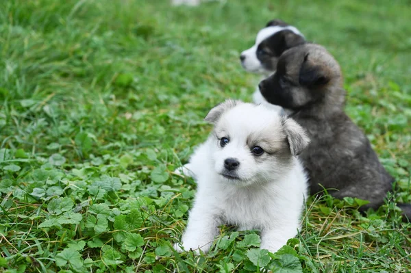 Três Cachorros Estão Sentados Grama Foto Alta Qualidade — Fotografia de Stock