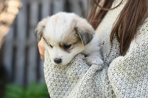 Een Kleine Lichte Puppy Armen Van Een Meisje Hoge Kwaliteit — Stockfoto