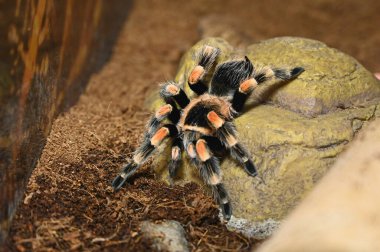 Örümcek Brachypelma Auratum yaklaş. Yüksek kalite fotoğraf