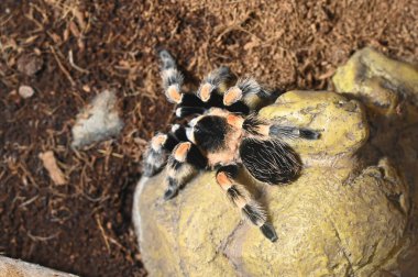 Örümcek Brachypelma Auratum yaklaş. Yüksek kalite fotoğraf