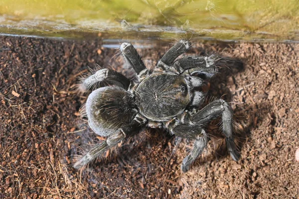 Spider Pamphobeteus Insignis Cerca Foto Alta Calidad — Foto de Stock