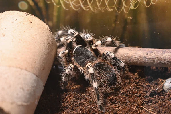 Arboreální Tarantula Poecilotheria Tigrinawesseli Východní Ghats Indie Kvalitní Fotografie — Stock fotografie