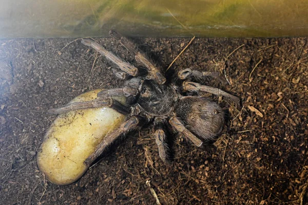 Tarantula Acanthoscurria Geniculata Přírodním Prostředí Kvalitní Fotografie — Stock fotografie