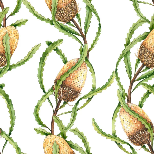 Modèle Sans Couture Aquarelle Banksia Illustration Dessinée Main Est Isolé — Photo