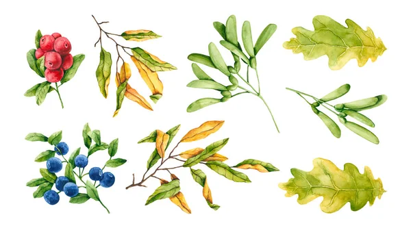 水彩画の森の植物のセット 手書きのイラストは白で隔離されています ベリーと葉は秋のデザイン インテリアポスター ファブリックテキスタイルプリント ポストカードに最適です — ストック写真