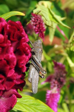 Pembe çiçek üzerinde büyük çekirge