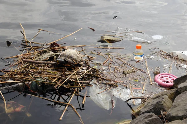 Tortuga en río contaminado con botella de plástico y mucha basura —  Fotos de Stock