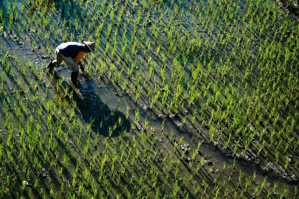 Agricultor Plantando Nas Terras Agrícolas Arroz Paddy Orgânico — Fotografia de Stock