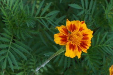 Bahçesindeki Tagetes patula veya Marigold çiçek