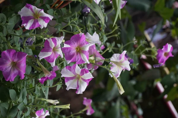 Λουλούδια στον κήπο την άνοιξη, Πετούνια στον κήπο, Πετούνια σε μια κατσαρόλα, Πετούνια και θολή φόντο, κοντά στην πετούνια λουλούδι — Φωτογραφία Αρχείου