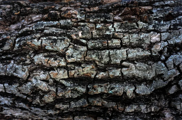 Texture gaufrée de l'écorce de l'arbre, La texture de la peau semble rugueuse mais belle — Photo