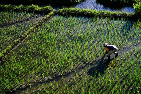 Paddy agricultor plantio no campo de arroz — Fotografia de Stock
