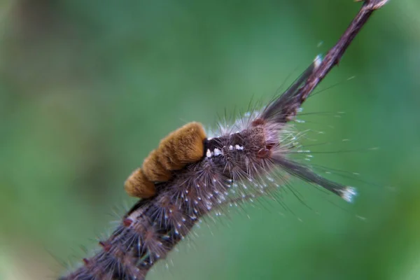 Güve Caterpillar yakın çekim, Tüylü tırtıl bulanık arka plan ile izole — Stok fotoğraf