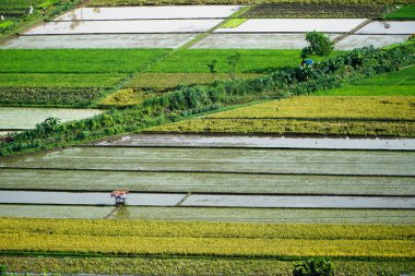 Hava çeltik alanı, Bali Rice Terraces