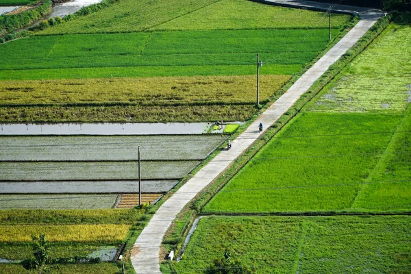 Aerial paddy field, Rice Terraces in Bali — Stock Photo, Image