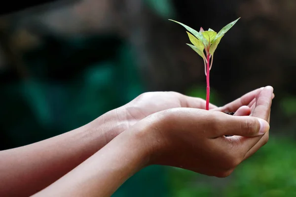 Plant in Hands, Human Hands Holding Young Plant