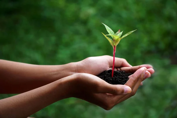 Lidské ruce drží zelenou rostlinu nad přírodou pozadí — Stock fotografie