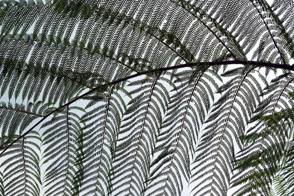 Прекрасный патерн из листьев папоротника, изолированных на белом небе — стоковое фото