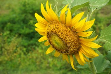 Ayçiçeği bahçede makro kadar yakın