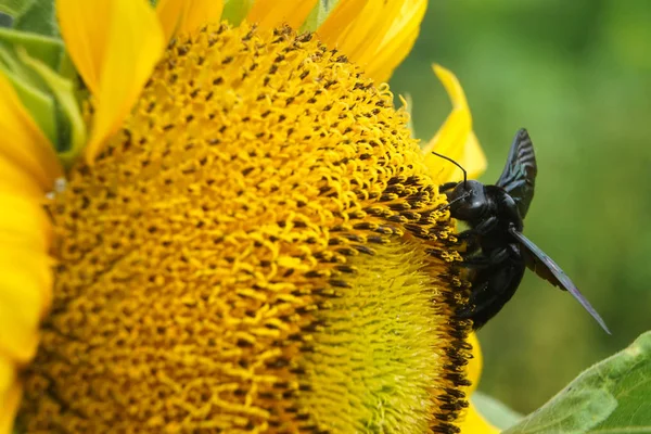 Siyah arıların yakın çekim ayçiçeği suyu emme vardır - Stok İmaj