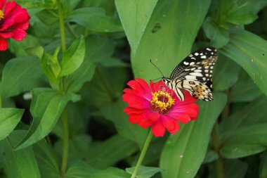 Kelebek kırmızı ortak zinnia elegans çiçek başında tünemiş