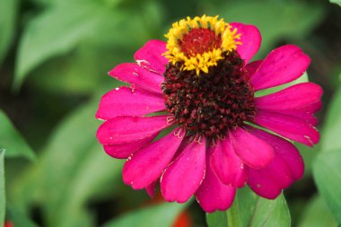 Kırmızı ortak zinnia elegans çiçek başı