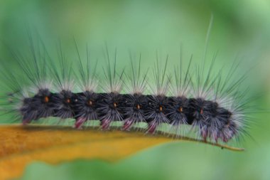Güve Caterpillar yakın çekim, Tüylü tırtıl bulanık arka plan ile izole