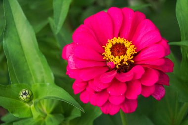 Kırmızı ortak zinnia elegans çiçek başı
