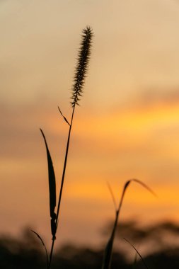 Yaz gün batımında Cüce Foxtail Çim veya Pennisetum çiçekler
