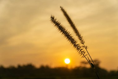 Yaz gün batımında Cüce Foxtail Çim veya Pennisetum çiçekler