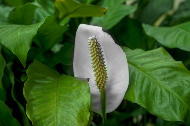 Barış Zambak çiçek veya Spathiphyllum koklearispathum veya beyaz calla zambak yeşil yaprakları