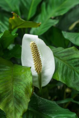 Barış Zambak çiçek veya Spathiphyllum koklearispathum veya beyaz calla zambak yeşil yaprakları