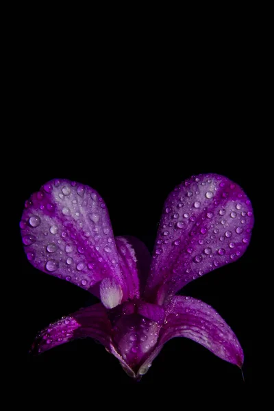 Eine einzige frische lila Orchideenblüte auf schwarzem Hintergrund. stilvoller Orchideenstrauß mit Kopierraum. — Stockfoto