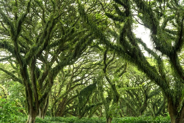 Frumoasă pădure verde proaspătă cu copac vechi gigant — Fotografie, imagine de stoc