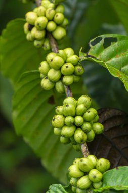 Kahve Ağacının Dalında Taze yeşil kahve çekirdekleri