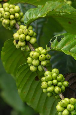 Kahve Ağacının Dalında Taze yeşil kahve çekirdekleri