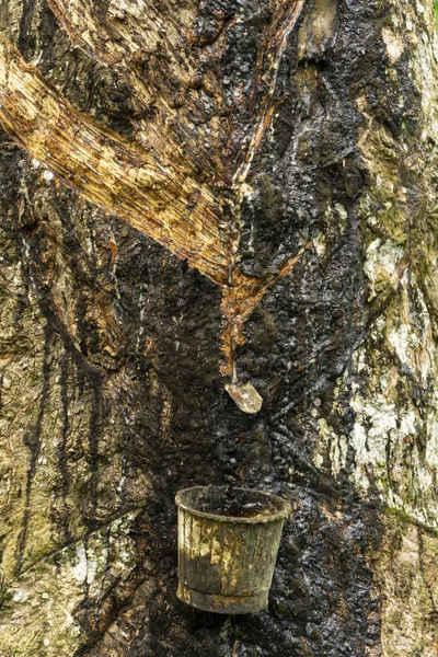 Tapping savia látex de goma del árbol de goma — Foto de Stock