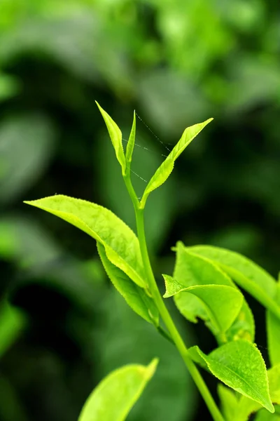 Zbliżenie zielonej herbaty Bud i pozostawia rozmycie tło plantacje herbaty wiosną — Zdjęcie stockowe