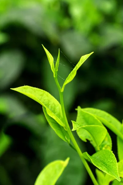Yakın yeşil çay tomurcuk ve ilkbaharda bulanıklık arka plan çay tarlaları bırakır Telifsiz Stok Fotoğraflar